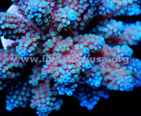 Premium Acropora