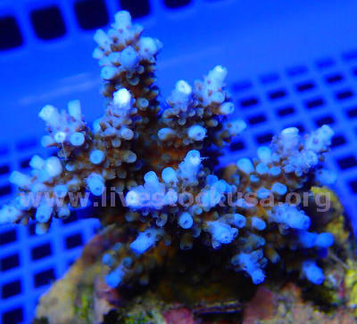 Premium Acropora