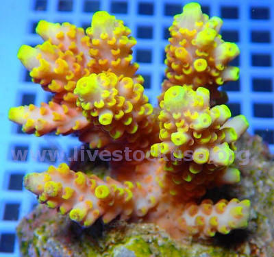 Premium Acropora