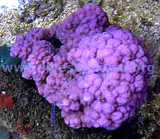 Montipora capricornus