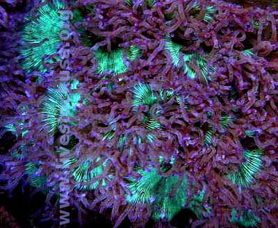 Elegance Coral