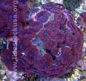 Red Blastomussa