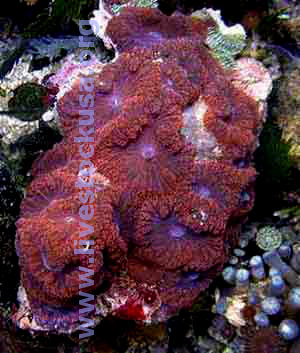 Red Blastomussa