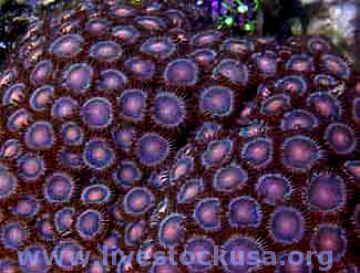 Red Sand Polyps