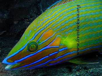 Richmondi Wrasse