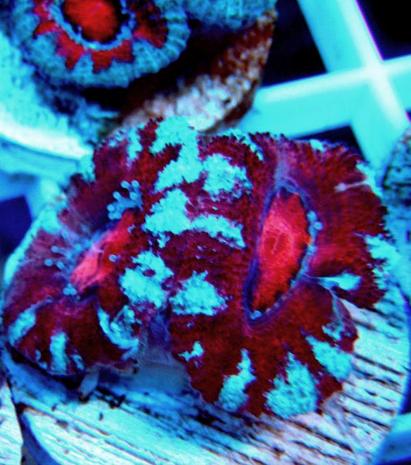 Acanthastrea Frags