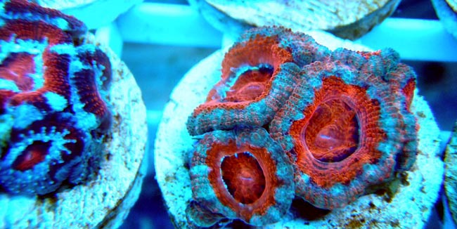 Acanthastrea Frags