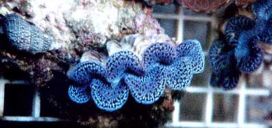 Maxima Clam