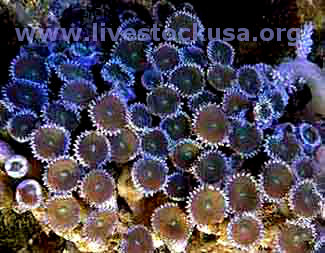 Sand Polyps