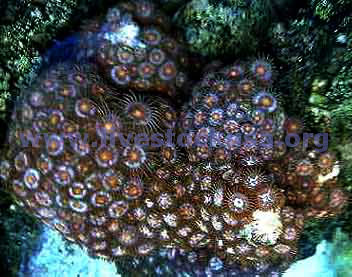 Sand Polyps