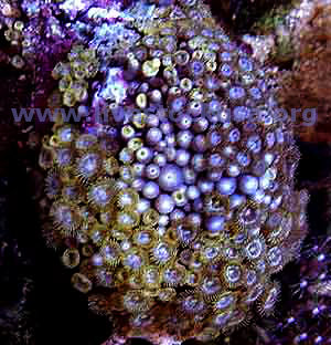 Sand Polyps