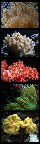 Soft Corals Box-lots