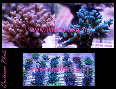 Sulawesi - Surabaya Acropora