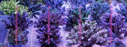 Sulawesi - Surabaya Acropora