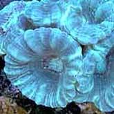 Caulastrea