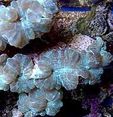 Elegance Coral