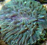 Plate Coral