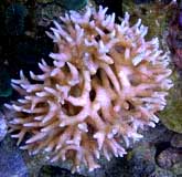 SPS Coral