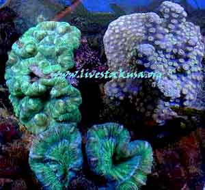Trachyphyllia and Pagoda