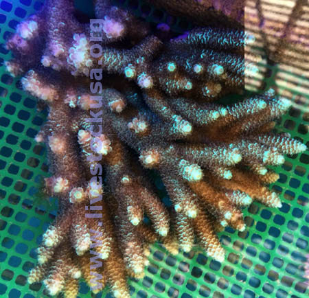 Tonga Acropora