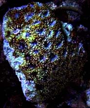 Tonga Brain Coral