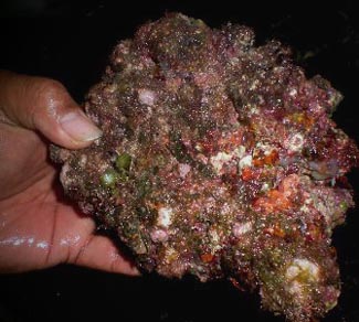 Tonga Cultured Live Rock