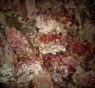 Tonga Cultured Live Rock
