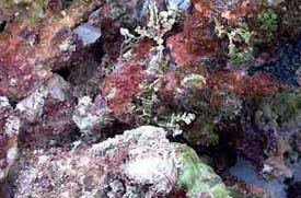 Tonga Deepwater Vava'u Live Rock