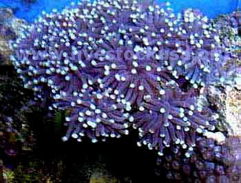 Torch Coral