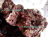 Vanuatu Live Rock