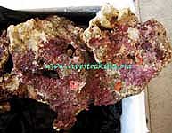 Vanuatu Live Rock