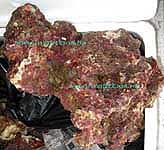 Vanuatu Live Rock