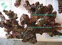 Vanuatu Live Rock