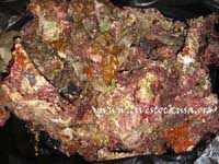 Vanuatu Live Rock