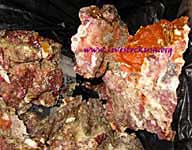 Vanuatu Live Rock