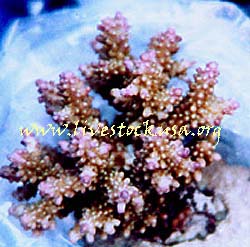 Vanuatu Acropora