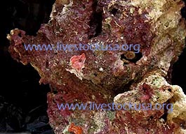 Vanuatu Live Rock