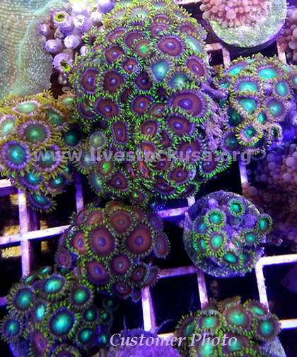 Vietnam Zoanthids