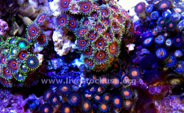 Combo Fancy Zoanthids