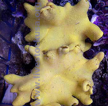 Yellow Sarcophyton