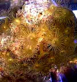 Yellow Polyps