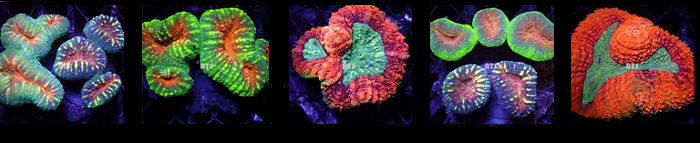 Lobophyllia