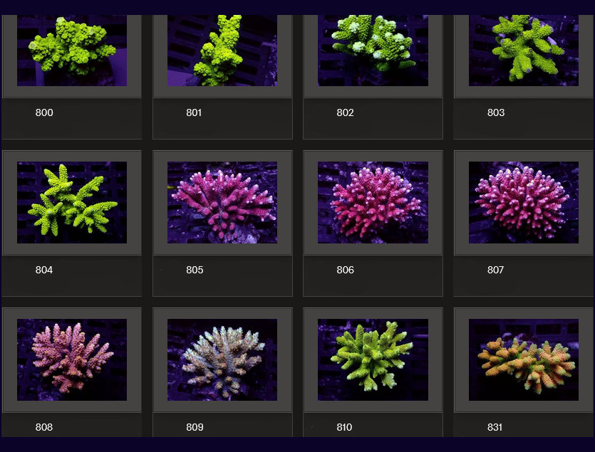 Kupang Acropora