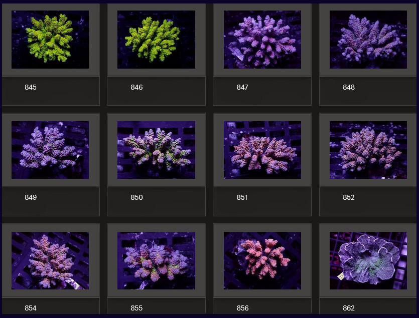 Kupang Acropora
