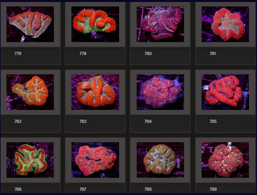 Kupang Corals