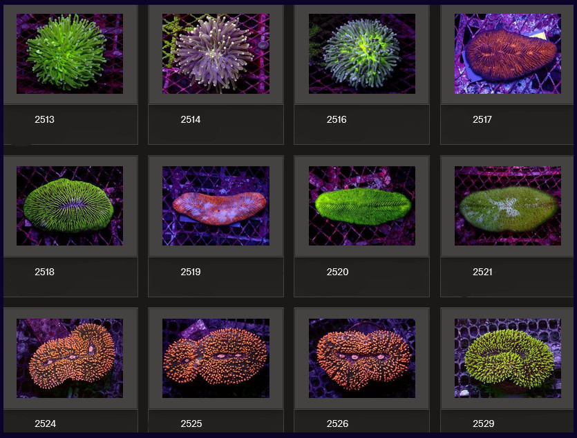 Kupang Corals