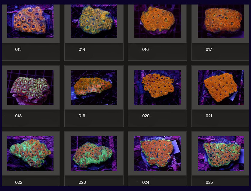 Kupang Corals