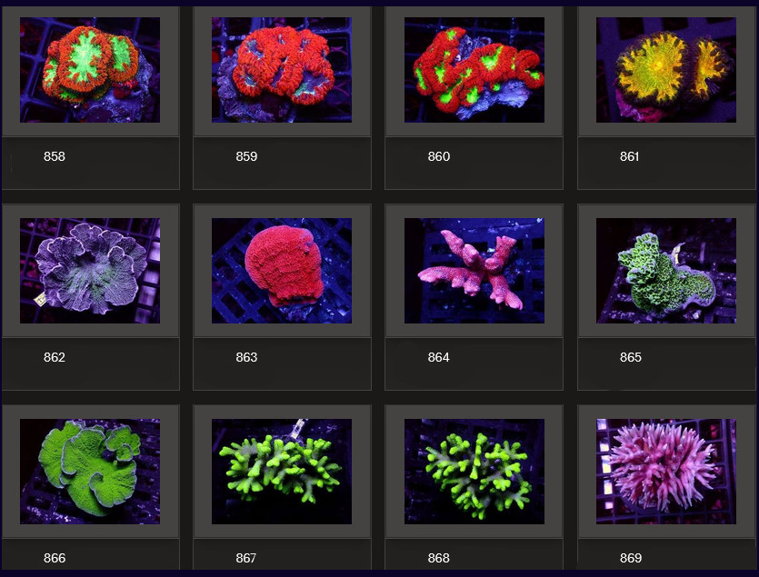Kupang Corals