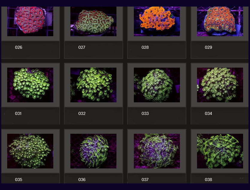 Kupang Corals