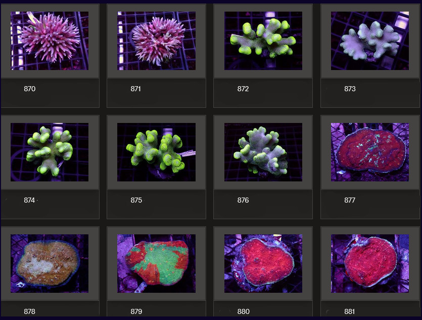 Kupang Corals